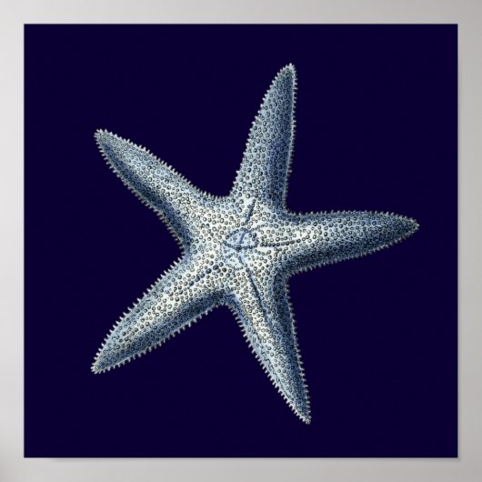 Indigo Shells IV Poster (Voorkant)