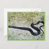 Indigo Snake Briefkaart (Voorkant / Achterkant)