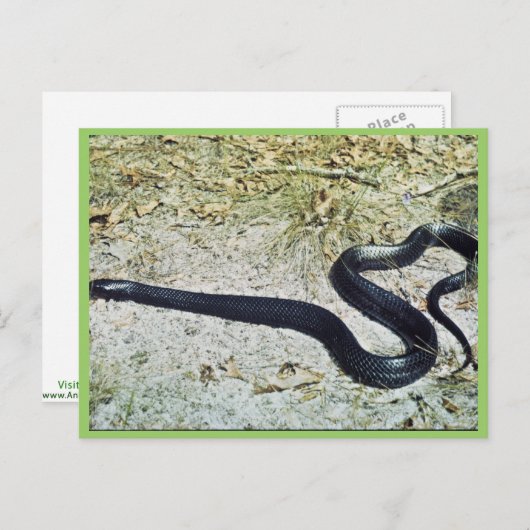 Indigo Snake Briefkaart (Voorkant / Achterkant)