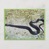 Indigo Snake Briefkaart (Voorkant)