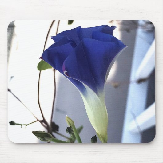 Indigo Swirl Morning Glory Close-up Muismat (Voorkant)