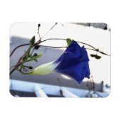 Indigo Swirl Morning Glory Magneet (Horizontaal)