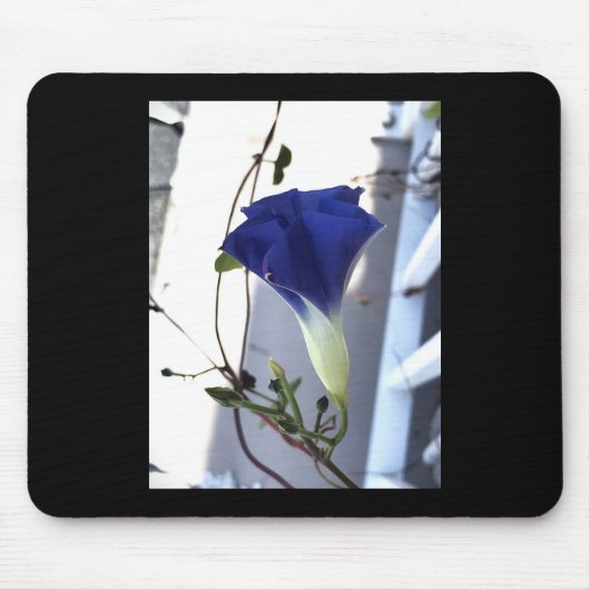 Indigo Swirl Morning Glory Muismat (Voorkant)