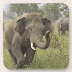 Indische Aziatische Olifant Begroeting Bier Onderzetter