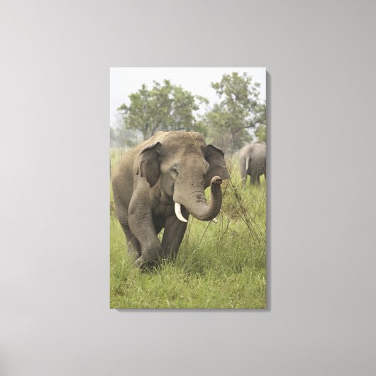 Indische Aziatische olifant begroeting Canvas Afdruk (Voorkant)
