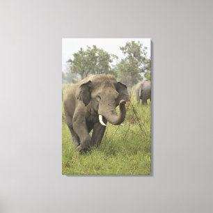 Indische Aziatische olifant begroeting Canvas Afdruk