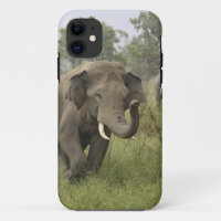 Indische Aziatische Olifant Begroeting