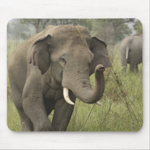 Indische Aziatische Olifant Begroeting Muismat