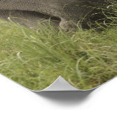 Indische Aziatische olifant begroeting Poster (Hoek)