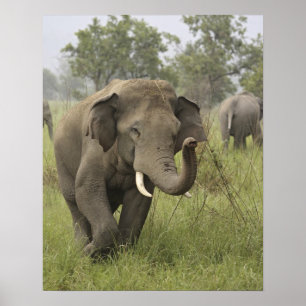 Indische Aziatische olifant begroeting Poster