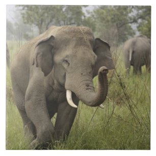 Indische Aziatische Olifant Begroeting Tegeltje