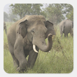 Indische Aziatische Olifant Begroeting Vierkante Sticker