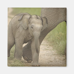 Indische / Aziatische Olifant en jong,Corbett 2 Magneet