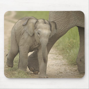 Indische / Aziatische Olifant en jong, Corbett 2 Muismat