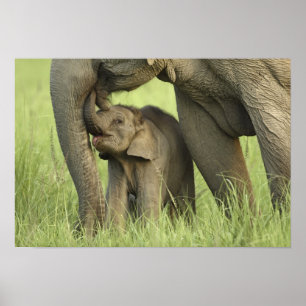Indische / Aziatische Olifant en jong,Corbett 2 Poster