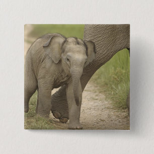 Indische / Aziatische Olifant en jong,Corbett 2 Vierkante Button 5,1 Cm