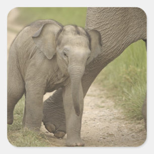 Indische / Aziatische Olifant en jong,Corbett 2 Vierkante Sticker