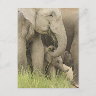 Indische / Aziatische Olifant en jong,Corbett 3 Briefkaart