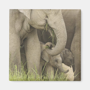 Indische / Aziatische Olifant en jong,Corbett 3 Magneet