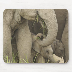 Indische / Aziatische olifant en jong, Corbett 3 Muismat