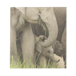 Indische / Aziatische Olifant en jong,Corbett 3 Notitieblok