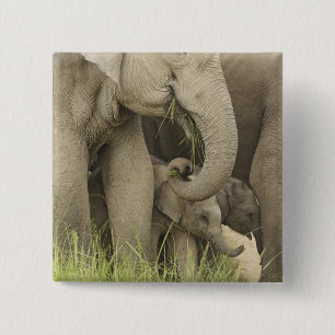 Indische / Aziatische Olifant en jong,Corbett 3 Vierkante Button 5,1 Cm