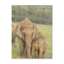 Indische / Aziatische olifant en jong, Corbett