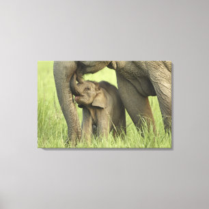 Indische / Aziatische Olifant en jong,Corbett Canvas Afdruk
