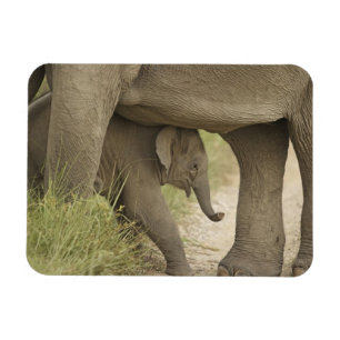 Indische / Aziatische Olifant en jong,Corbett Magneet