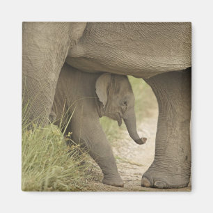 Indische / Aziatische Olifant en jong,Corbett Magneet