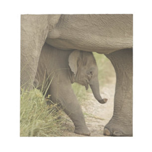 Indische / Aziatische Olifant en jong,Corbett Notitieblok