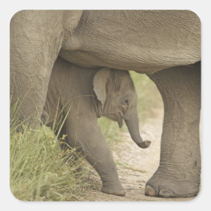 Indische / Aziatische Olifant en jong,Corbett Vierkante Sticker