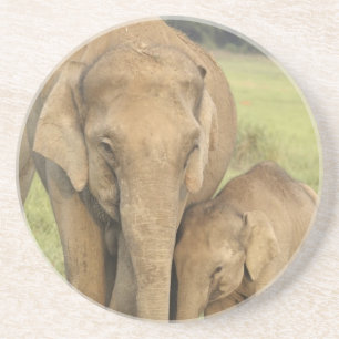 Indische / Aziatische Olifant en jong,Corbett Zandsteen Onderzetter