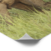 Indische/Aziatische olifant en jonge olifanten,Cor Poster (Hoek)