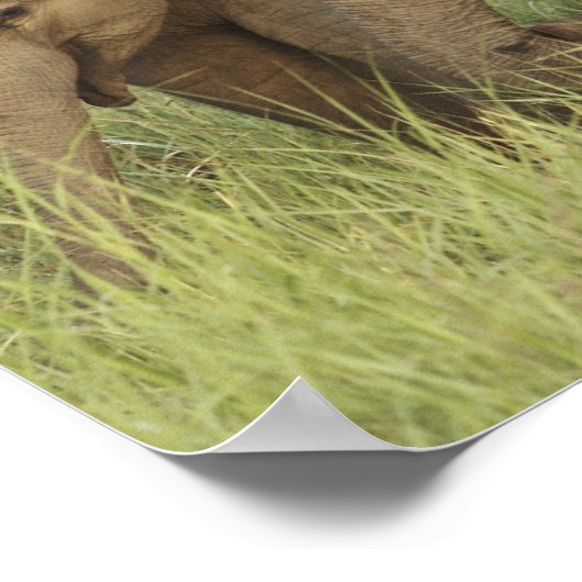 Indische/Aziatische olifant en jonge olifanten,Cor Poster (Hoek)