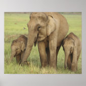 Indische/Aziatische olifant en jonge olifanten,Cor Poster (Voorkant)