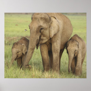 Indische/Aziatische olifant en jonge olifanten,Cor Poster