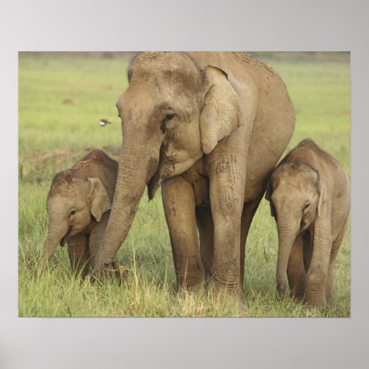 Indische/Aziatische olifant en jonge olifanten,Cor Poster (Voorkant)