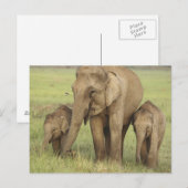 Indische Aziatische olifant en jongeren Briefkaart (Voorkant / Achterkant)