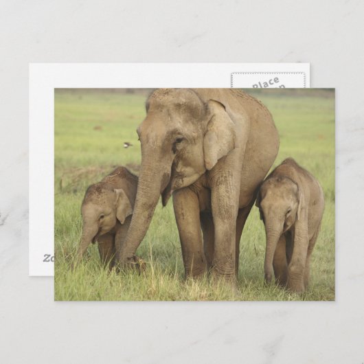 Indische Aziatische olifant en jongeren Briefkaart (Voorkant / Achterkant)
