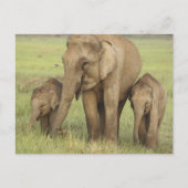 Indische Aziatische olifant en jongeren Briefkaart (Voorkant)