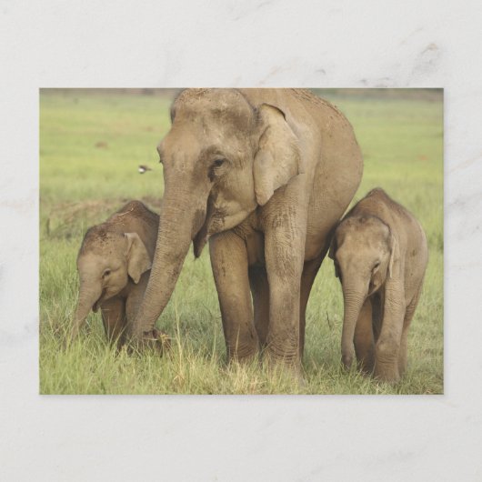 Indische Aziatische olifant en jongeren Briefkaart (Voorkant)