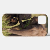 Indische Aziatische olifant familie in savanne Case-Mate iPhone Case (Achterkant (horizontaal))