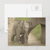 Indische/Aziatische olifant, jong, Corbett 2 Briefkaart (Voorkant / Achterkant)