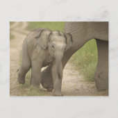 Indische/Aziatische olifant, jong, Corbett 2 Briefkaart (Voorkant)