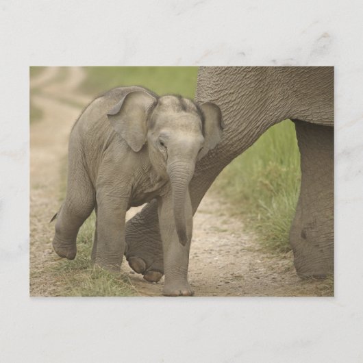 Indische/Aziatische olifant, jong, Corbett 2 Briefkaart (Voorkant)