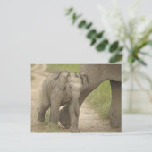 Indische/Aziatische olifant, jong, Corbett 2 Briefkaart (Staand voorkant)