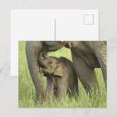 Indische/Aziatische olifant, jong, Corbett 2 Briefkaart (Voorkant / Achterkant)