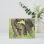 Indische/Aziatische olifant, jong, Corbett 2 Briefkaart (Staand voorkant)