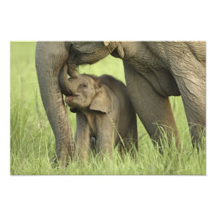 Indische/Aziatische olifant, jong, Corbett 2 Foto Afdruk